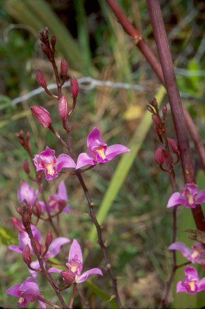 Bletia purpurea