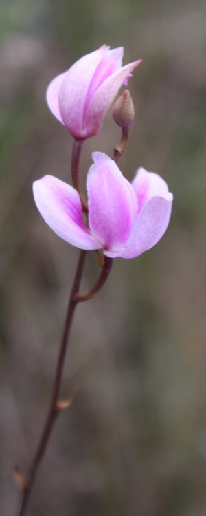 Bletia purpurea