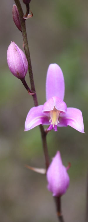 Bletia purpurea