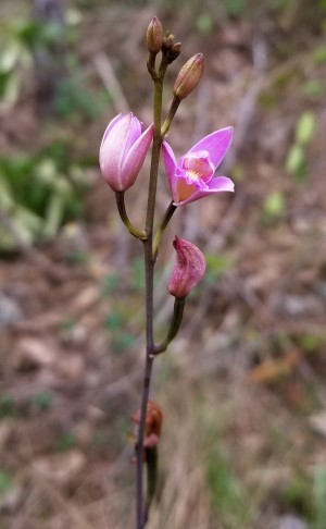 Bletia purpurea