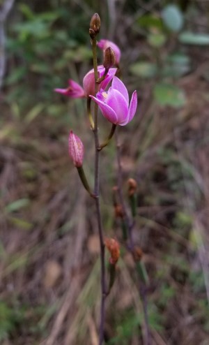 Bletia purpurea