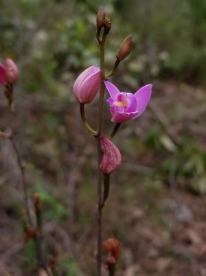 Bletia purpurea