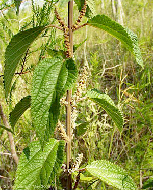 Boehmeria cylindrica