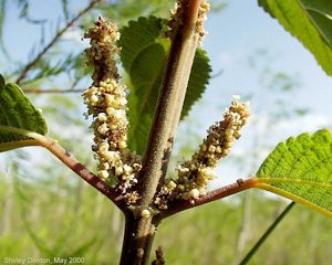 Boehmeria cylindrica