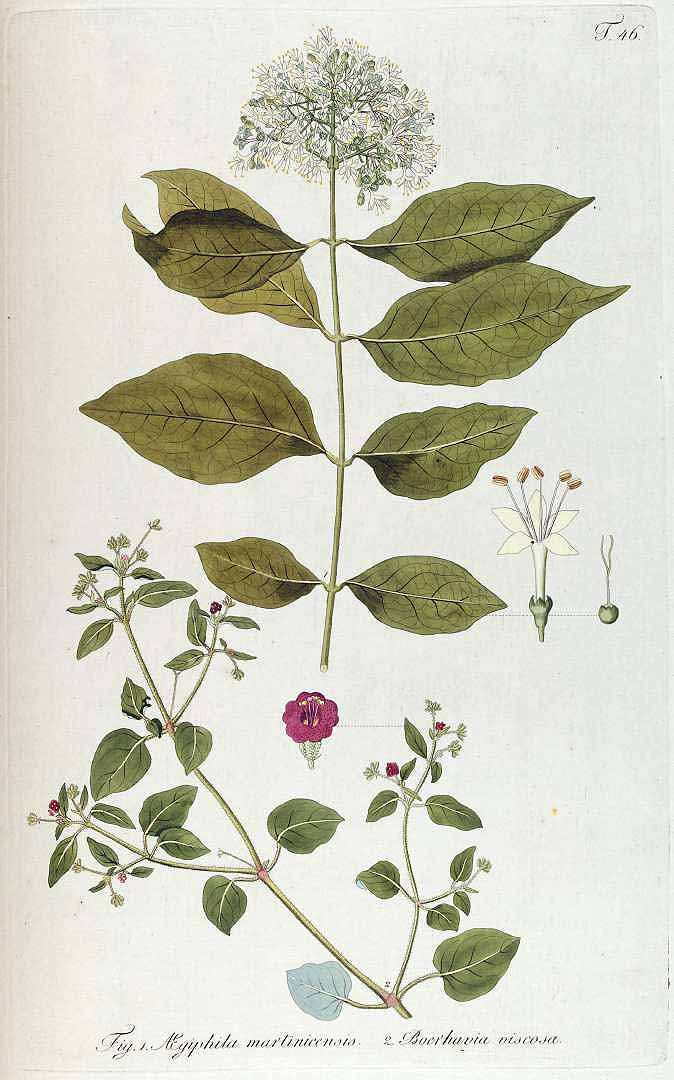 Boerhavia coccinea