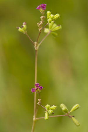 Boerhavia diffusa