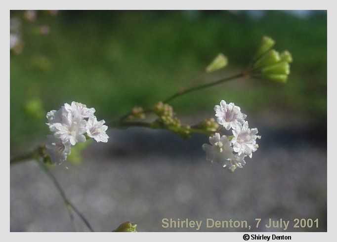 Boerhavia erecta