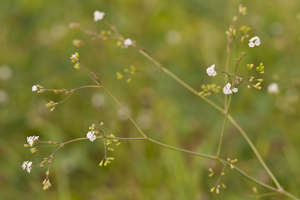 Boerhavia erecta