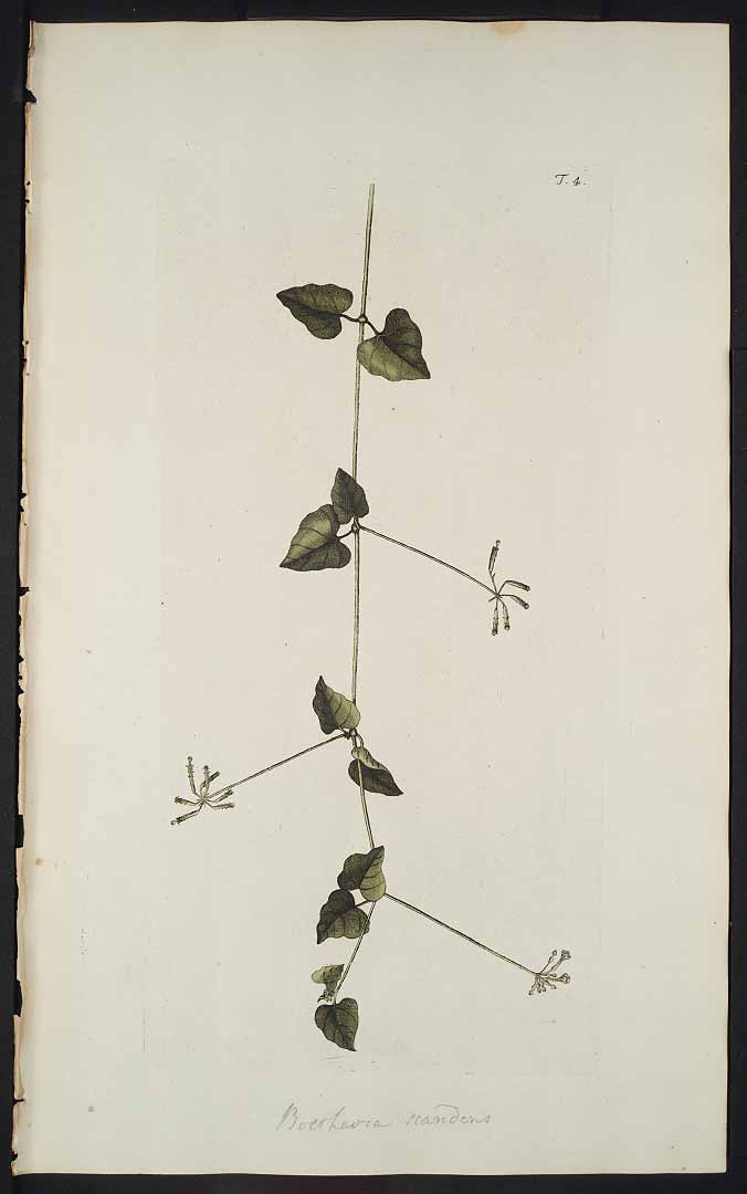 Boerhavia scandens