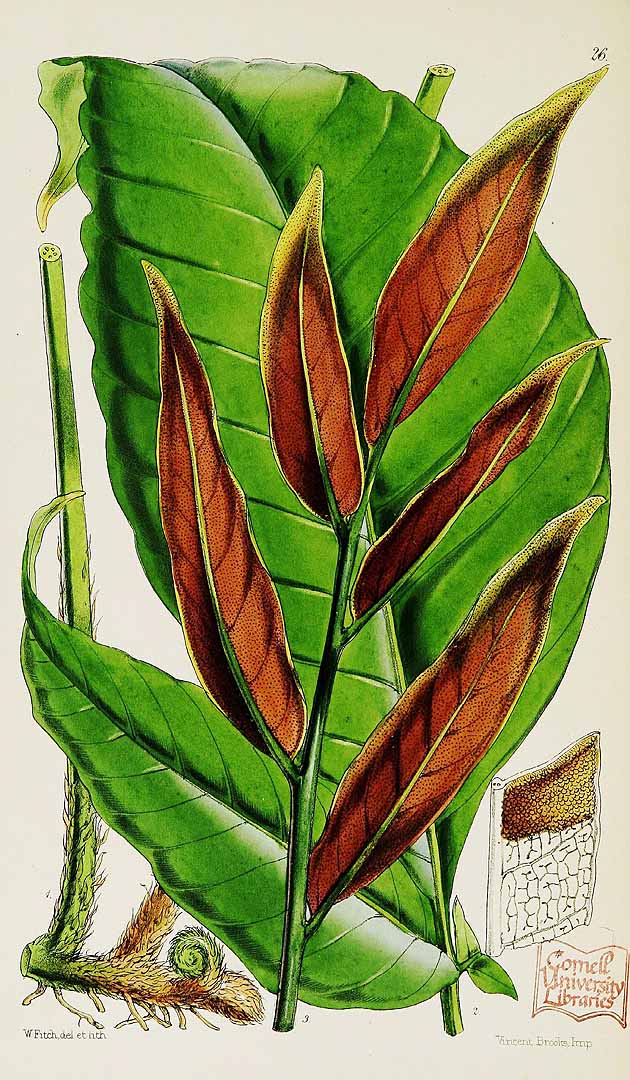 Bolbitis nicotianifolia