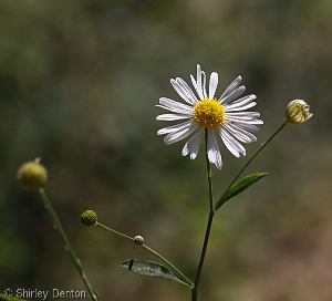 Boltonia diffusa