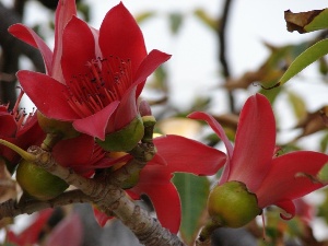 Bombax ceiba