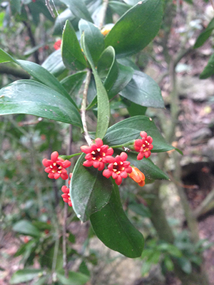 Bonellia umbellata