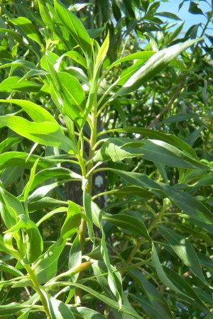 Bontia daphnoides