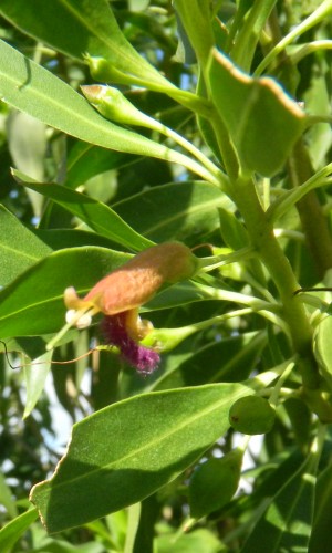 Bontia daphnoides