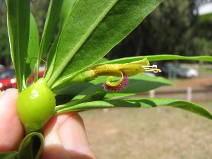 Bontia daphnoides