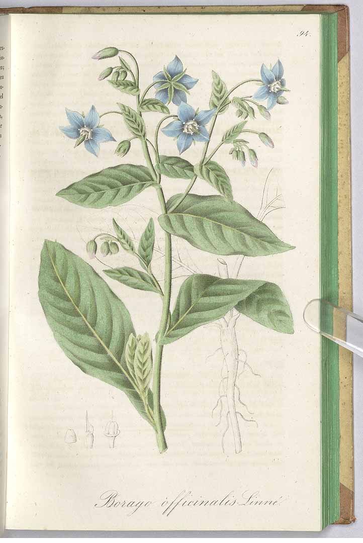 Borago officinalis