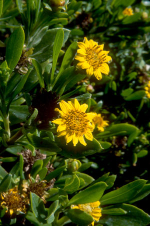 Borrichia arborescens