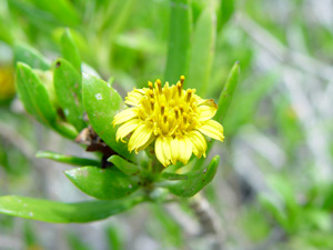 Borrichia arborescens