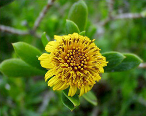 Borrichia arborescens