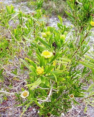 Borrichia arborescens