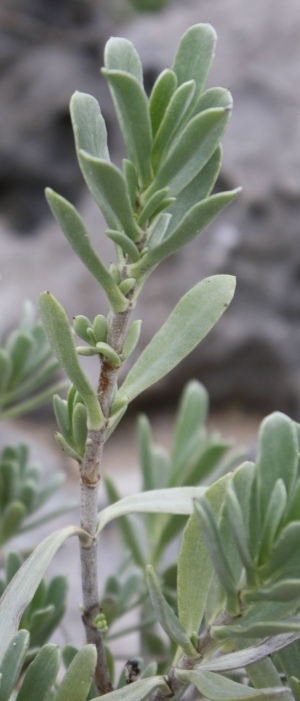 Borrichia arborescens