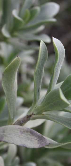 Borrichia arborescens