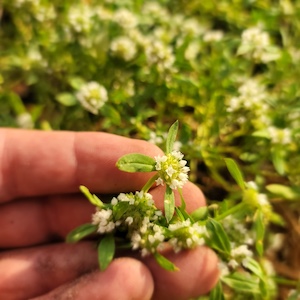 Borreria diacrodonta