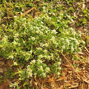 Borreria diacrodonta