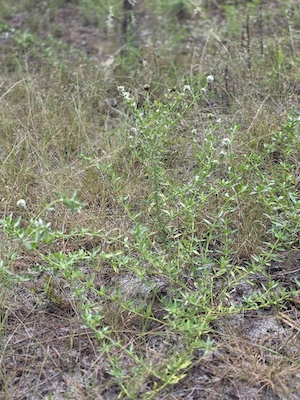 Borreria diacrodonta