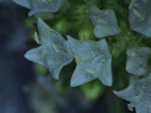 Borreria diacrodonta