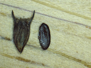 Borreria diacrodonta