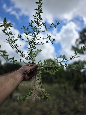 Borreria diacrodonta