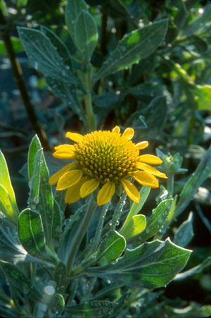 Borrichia frutescens