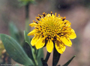 Borrichia frutescens