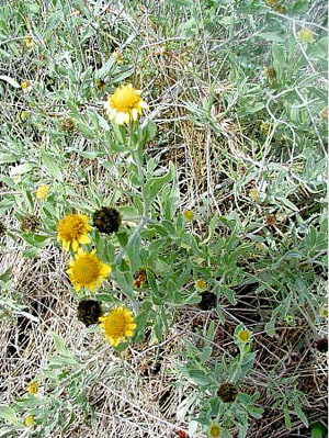 Borrichia frutescens