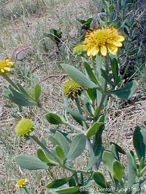 Borrichia frutescens