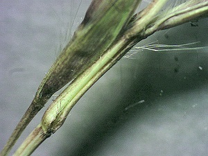 Bothriochloa pertusa