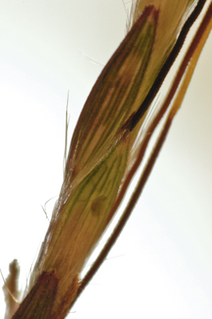 Bothriochloa pertusa