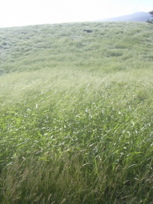 Bothriochloa pertusa