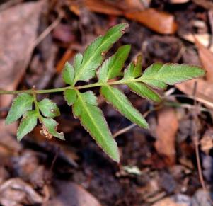 Botrychium biternatum