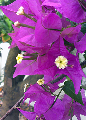 Bougainvillea glabra