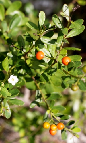 Bourreria cassinifolia
