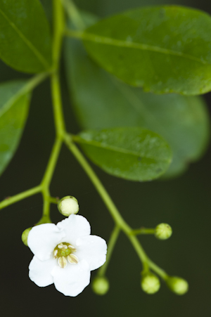 Bourreria tomentosa