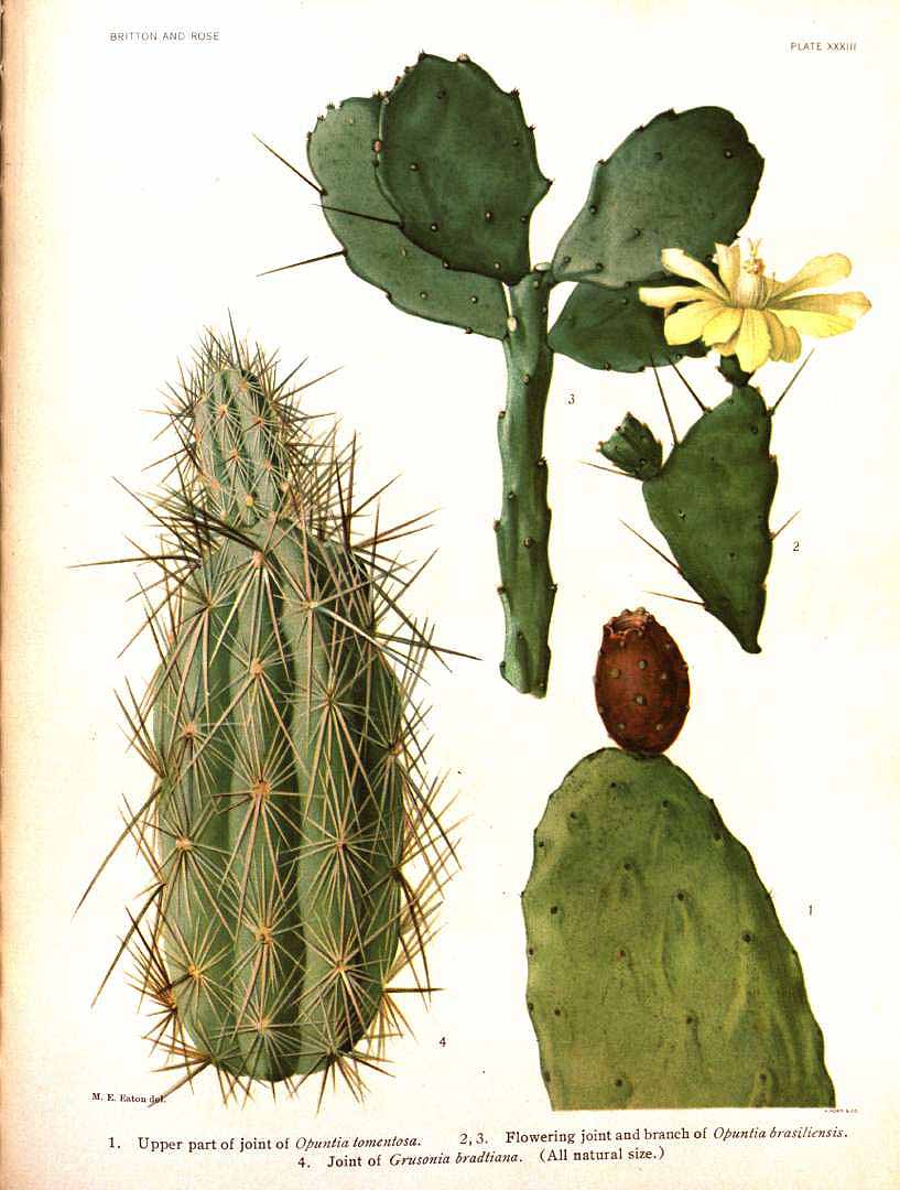 Brasiliopuntia brasiliensis