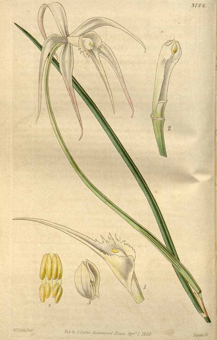 Brassavola cucullata