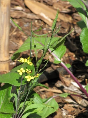 Brassica juncea