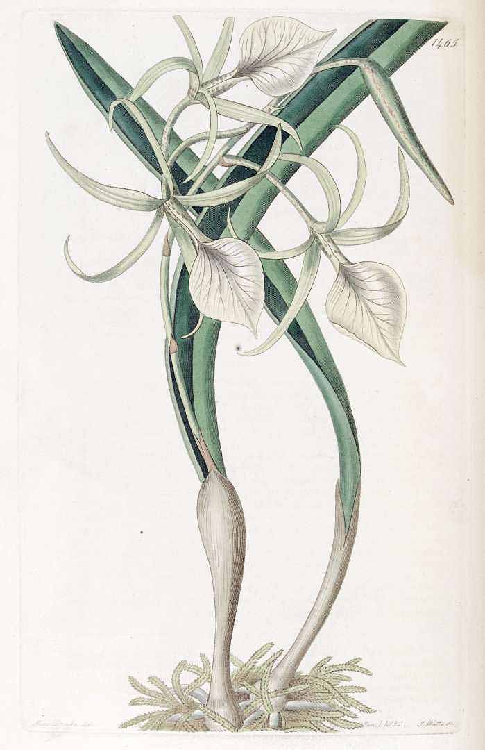 Brassavola nodosa