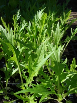 Brassica rapa