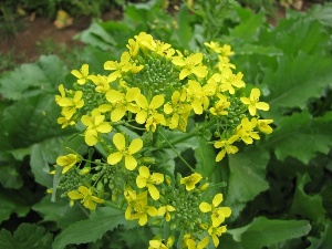 Brassica rapa